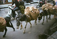 image: donkey travel